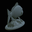 Dentex-statue-1-38.png fish Common dentex / dentex dentex statue underwater detailed texture for 3d printing