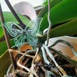 IMG_20201218_130645.jpg Mariposa