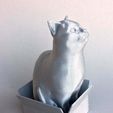 rapuzel_silver_3.jpg Schrodinky: British Shorthair Cat Sitting In A Box(single extrusion version)