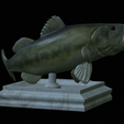 Bass-stocenej-8.png fish bass trophy statue detailed texture for 3d printing