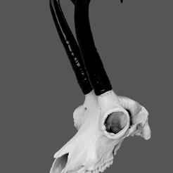 Captura-de-pantalla-2024-01-24-111643.png Chamois skull / Chamois skull - 3D print ready - 3D SCAN