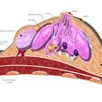 BREAST-01.JPG Anatomical female breasts model with common diseases