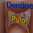 aa0006.jpg Corte esquemático de los dientes etiquetado