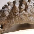 IMG_20200706_231654.jpg Pachycephalosaurus Skull