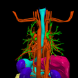3.png 3D Model of Cardiovascular System, Thorax and Abdomen