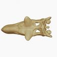 04.jpg Carnotaurus skull
