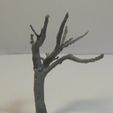 DSC01851.JPG Model Tree #7 - Wargaming Tree for Your Tabletop