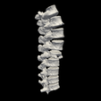 vertebrae.png.9e29c2e021df29344685d0735d6cb9d8.png 3D Model of Thoracic Vertebrae