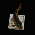 common-carp-trophy-2-2-1-15.png COMMON CARP (CYPRINUS CARPIO) fish in motion trophy statue detailed texture for 3d printing
