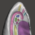 lung-2.png High resolution 3D lungs model with detailed anatomical impression