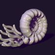 03.jpg nautilus snail