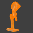 9.png 3D Hip Joint Anatomy Model