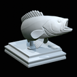 White-grouper-open-mouth-1-42.png fish white grouper / Epinephelus aeneus trophy statue detailed texture for 3d printing