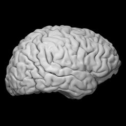 720X720-1525118805316-instagram.jpg Free STL file Brain・Object to download and to 3D print