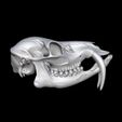 bandicam-2026-02-08-13-51-28-710.jpg CHINESE WATER DEER SKULL