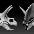 03.jpg Triceratops Skull