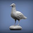 gull2.jpg Herring gull 3D print model