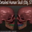 Highly-Detailed-Human-Skull-006.jpg Highly Detailed Human Skull