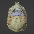 6.png 3D Model of Skull with Brain and Brain Stem - best version