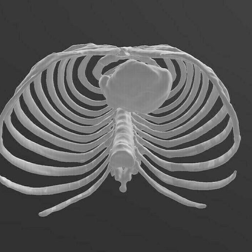 Screenshot-2021-03-18-075959.jpg ribs cage toracic