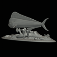 my_project-1-26.png mahi mahi / dorado / common dolphinfish underwater statue detailed texture for 3d printing