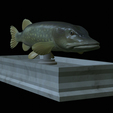 Pike-statue-7.png fish Northern pike / Esox lucius statue detailed texture for 3d printing