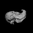7a.jpg Calf Skull with Cyclopia