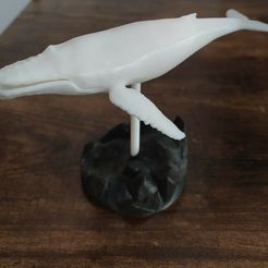 1.jpeg STL file animal whale・3D print object to download