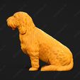 1034-Basset_Griffon_Vendeen_Petit_Pose_04.jpg Basset Griffon Vendeen Petit Dog 3D Print Model Pose 04