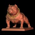1.jpg American Bully Pocket