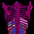 7.png 3D Model of Gastrointestinal Tract with Bones