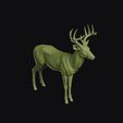 white-tailed_deer_0003.jpg White Tailed Deer