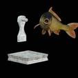 Carp-trophy-statue-21.png fish carp / Cyprinus carpio in motion trophy statue detailed texture for 3d printing