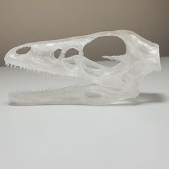 Microraptor gui dinosaur skull Open source...