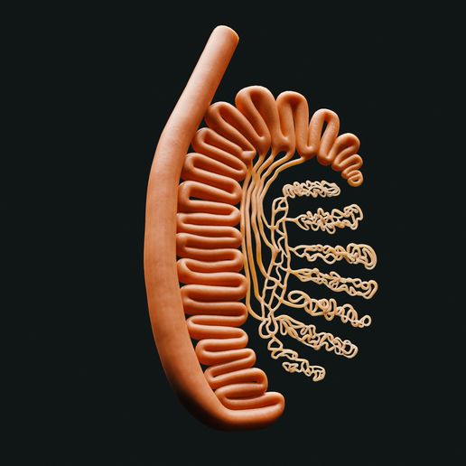 T_R2.jpg Male Testicles (Testes) Anatomy