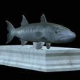 Barracuda-base-6.png fish great barracuda / Sphyraena barracuda statue detailed texture for 3d printing