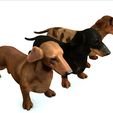 000.jpg DOG - DOWNLOAD Dachshund 3d model - Dog animated for blender-fbx-unity-maya-unreal-c4d-3ds max - 3D printing Dachshund DOG SAUSAGE - SAUSAGE PET CANINE WOLF