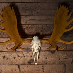 Moose-Antlers.jpg Moose Skull