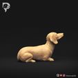 Dachshund-Miniature-Smooth-Haired-Pose-08-Dog-3D-Print-3s.jpeg Dachshund Miniature Smooth Haired Pose 08