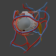 6.png 3D Model of Complete Eye Anatomy