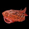 0.jpg Peixe-morcego Halieutaea Stellata RAPE CARPA ÁGUA RIVER OCEANO MAR PESCA ANIMAL Carpa TUBARÃO PEIXE 3D ANIMADO SALMÃO ATUM VERMELHO
