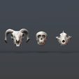 keyshotStoreStandard.1136.jpg Animal Skulls