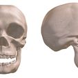 3.jpg Human Evolution: exclusive pack of 5 skulls