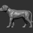 puppy-rhodesian-ridgeback-standing12.jpg puppy rhodesian ridgeback standing 3D print model