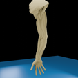 0004.png Anatomia do músculo do braço humano Modelo 3D | Estrutura realista do antebraço e da mão | Modelo de estudo anatómico