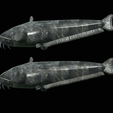 Catfish-Europe-22.png FISH WELS CATFISH / SILURUS GLANIS solo model detailed texture for 3d printing