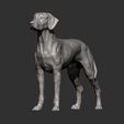 rhodesian-ridgeback10.jpg Rhodesian ridgeback 3D print model
