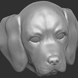19.jpg Puppy of Beagle dog head for 3D printing