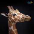4342318849.jpg Giraffe - 3D print model