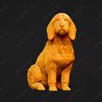 904-Basset_Fauve_de_Bretagne_Pose_06.jpg Basset Fauve de Bretagne Dog 3D Print Model Pose 06